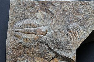 Öffnet dieses Bild in einer größeren Version in einem neuen Fenster T-Or-27 Üp